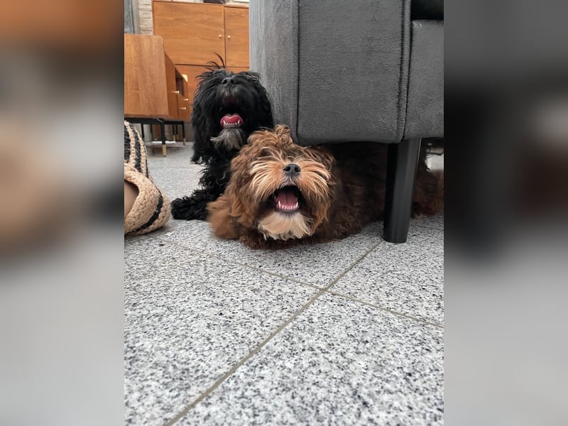 Shih Tzu - Pudelmischlingswelpen abzugeben