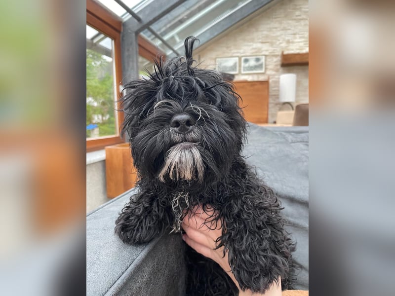 Shih Tzu - Pudelmischlingswelpen abzugeben