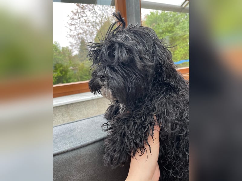Shih Tzu - Pudelmischlingswelpen abzugeben