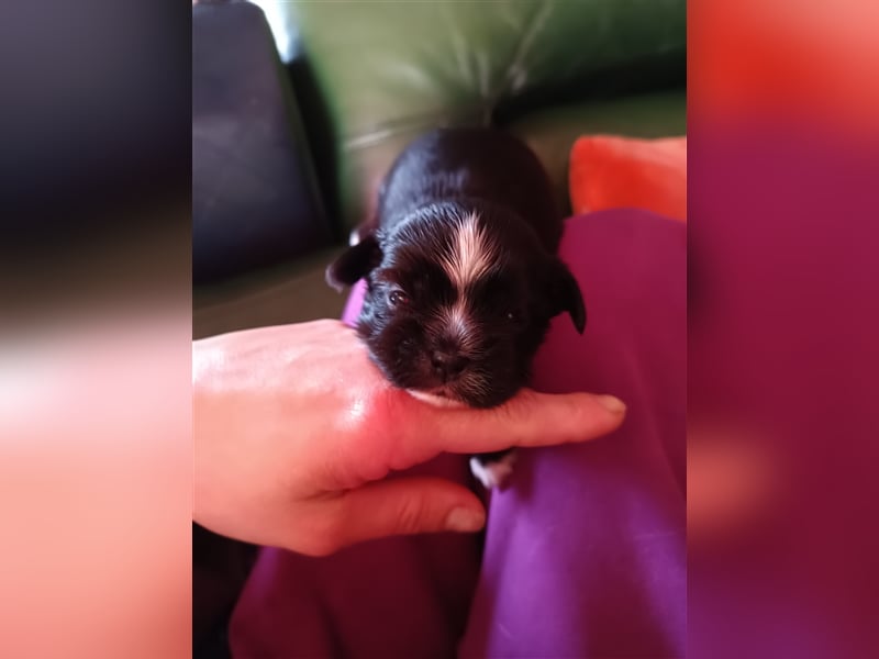 Edelrassen SHITZU Malteser Mix MINI Welpen