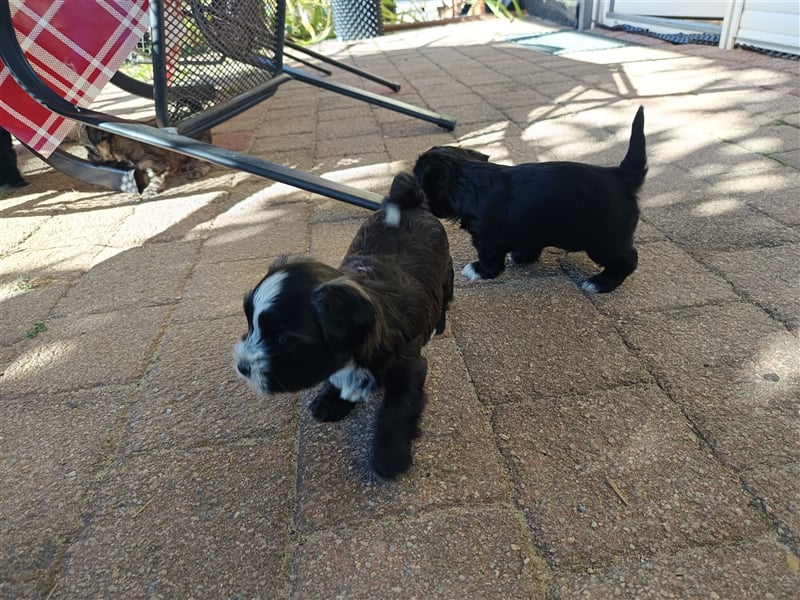 Edelrassen SHITZU Malteser Mix MINI Welpen