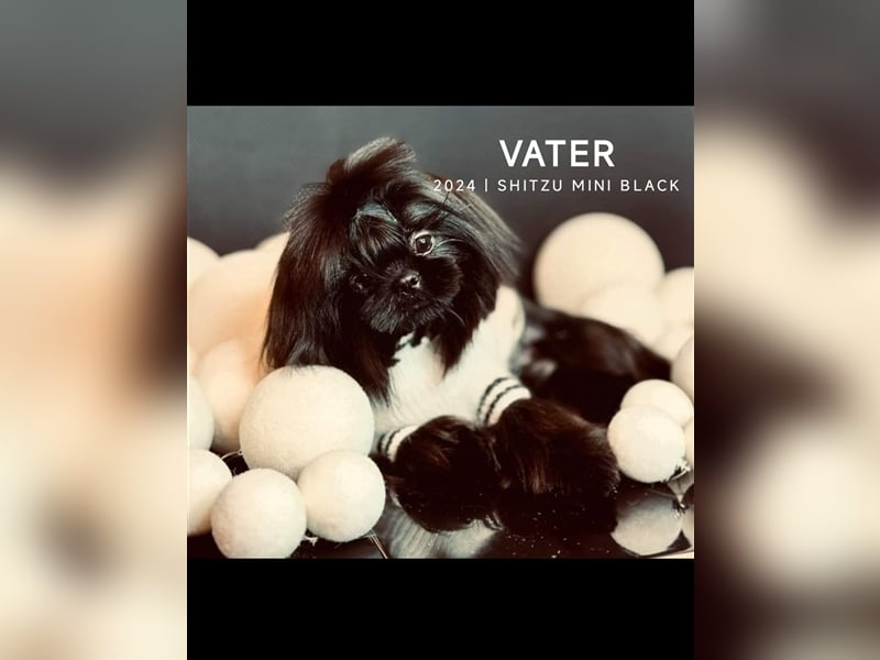 Edelrassen SHITZU Malteser Mix MINI Welpen