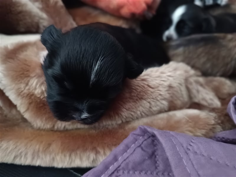 Edelrassen SHITZU Malteser Mix MINI Welpen
