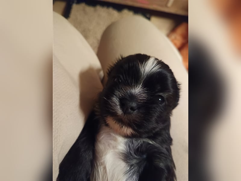 Edelrassen SHITZU Malteser Mix MINI Welpen