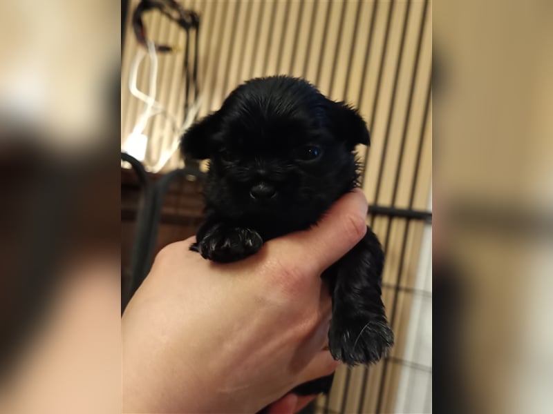 Edelrassen SHITZU Malteser Mix MINI Welpen