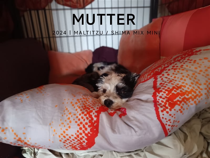 Edelrassen SHITZU Malteser Mix MINI Welpen