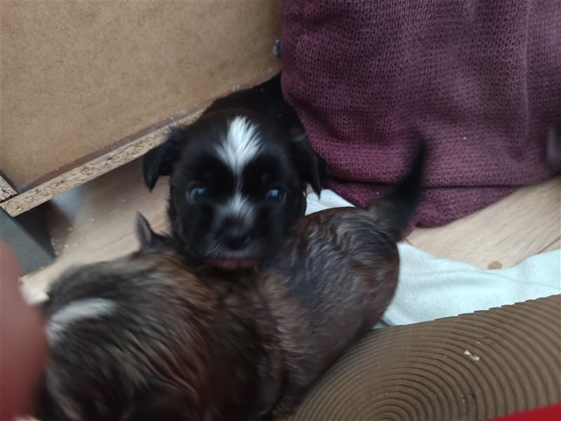 Edelrassen SHITZU Malteser Mix MINI Welpen