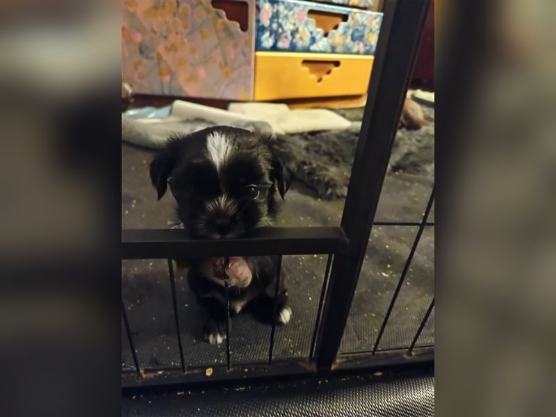 Edelrassen SHITZU Malteser Mix MINI Welpen