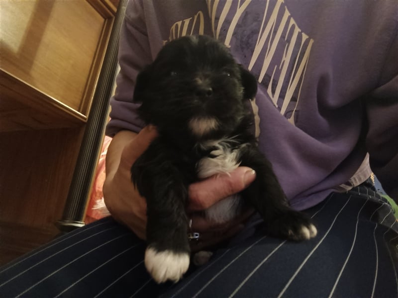 Edelrassen SHITZU Malteser Mix MINI Welpen