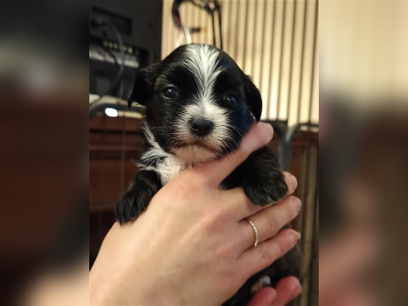Edelrassen SHITZU Malteser Mix MINI Welpen