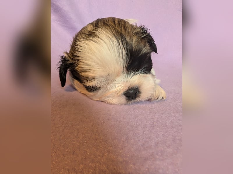 Shih-Tzu Welpe Cookie sucht ein Zuhause