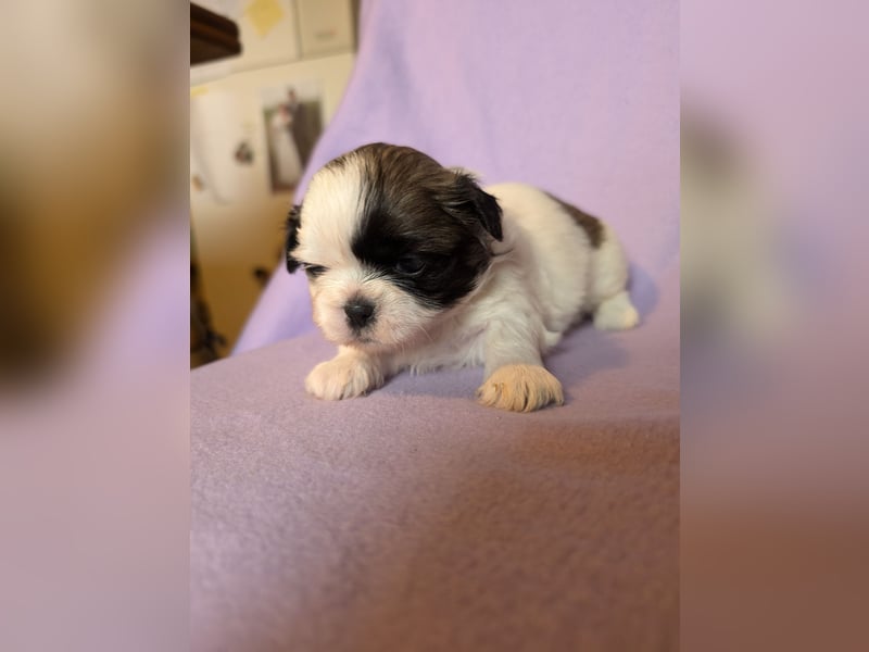 Shih-Tzu Welpe Cookie sucht ein Zuhause