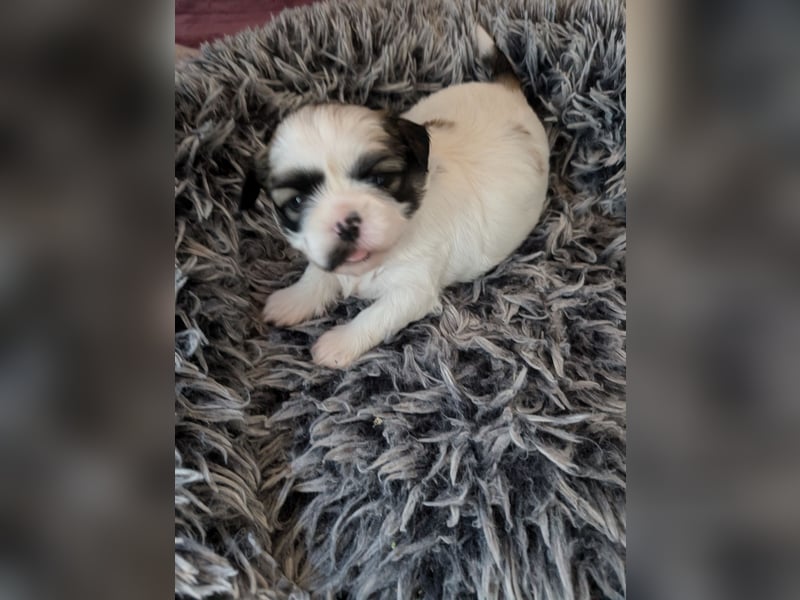 Shih-Tzu Welpe Maui sucht ein Zuhause