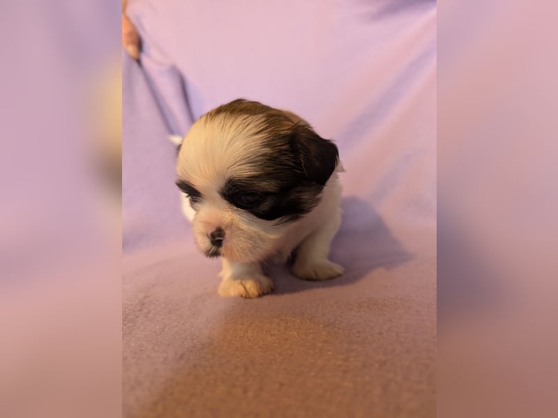 Shih-Tzu Welpe Maui sucht ein Zuhause