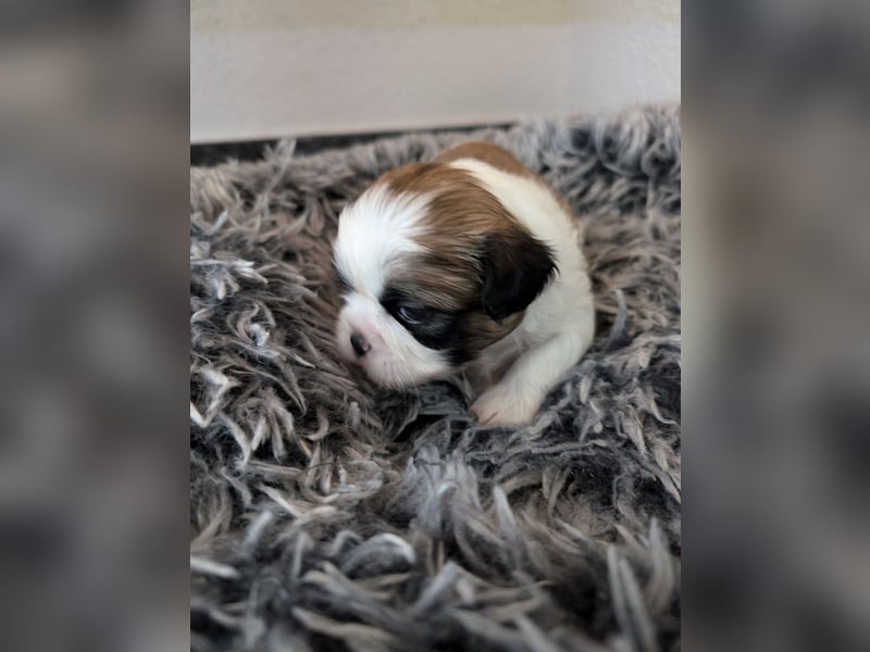 Shih-Tzu Welpe Phoebe sucht ein Zuhause