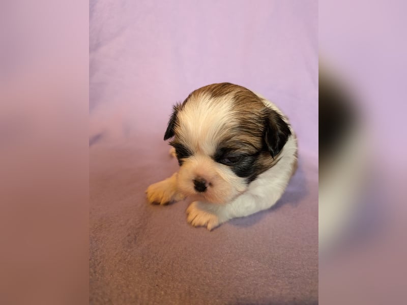 Shih-Tzu Welpe Kira sucht ein Zuhause