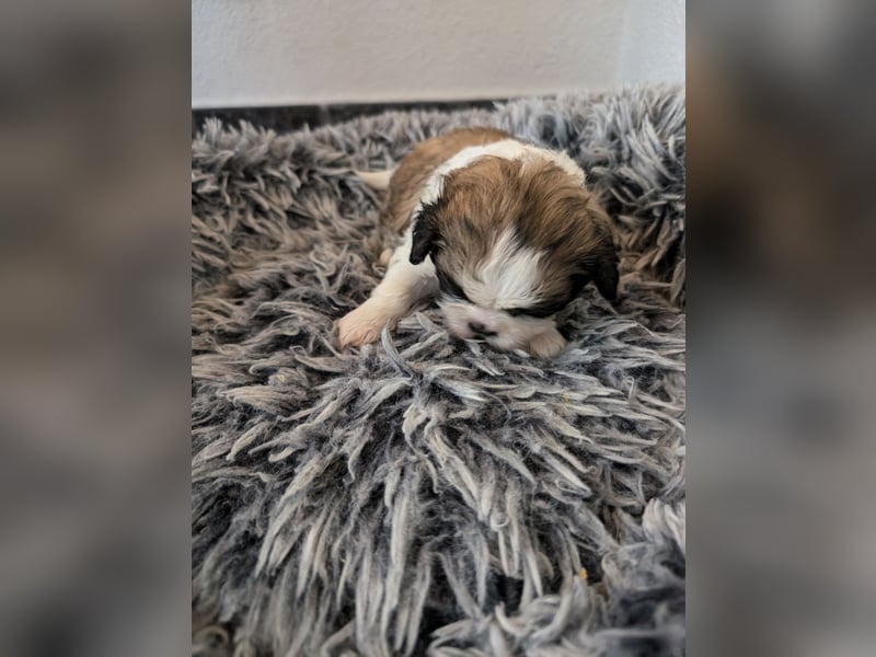 Shih-Tzu Welpe Kira sucht ein Zuhause