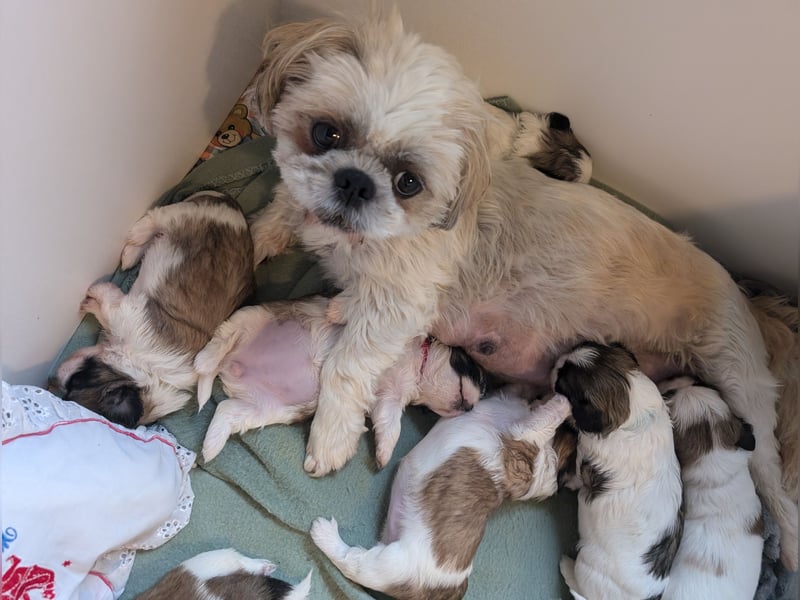 Shih-Tzu Welpe Kira sucht ein Zuhause