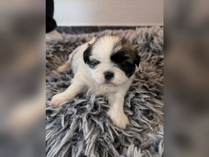 Shih-Tzu Welpe Cookie sucht ein Zuhause