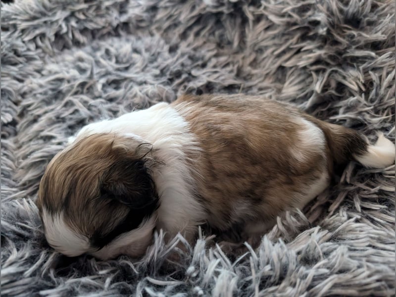 Shih-Tzu Welpe Kira sucht ein Zuhause