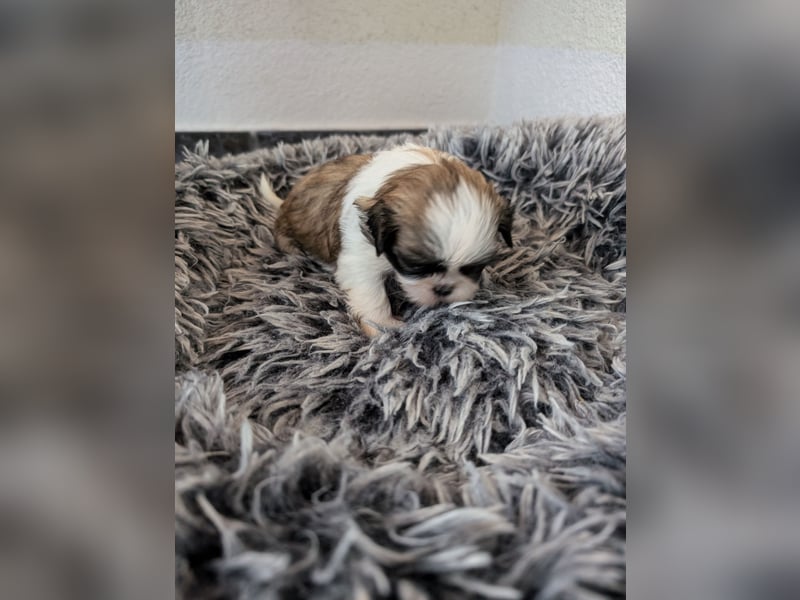 Shih-Tzu Welpe Shiva sucht ein Zuhause