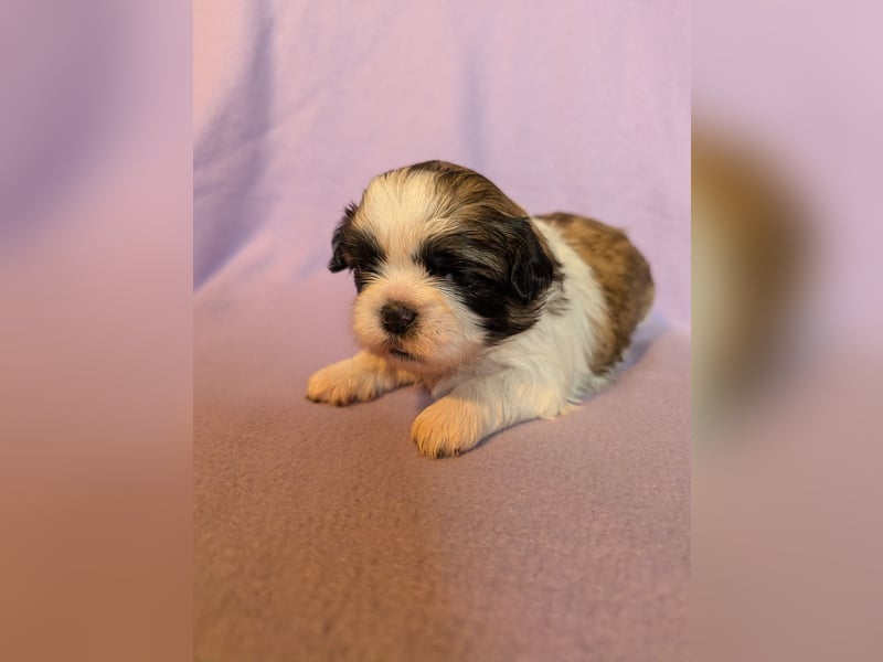 Shih-Tzu Welpe Hope sucht ein Zuhause