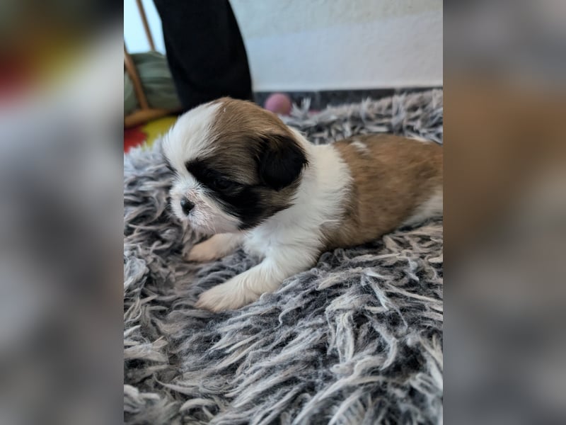 Shih-Tzu Welpe Hope sucht ein Zuhause