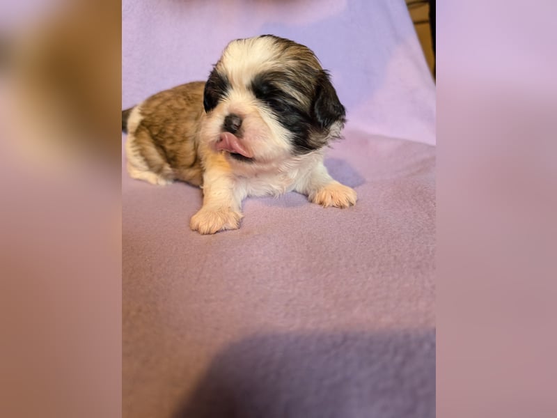 Shih-Tzu Welpe Shiva sucht ein Zuhause