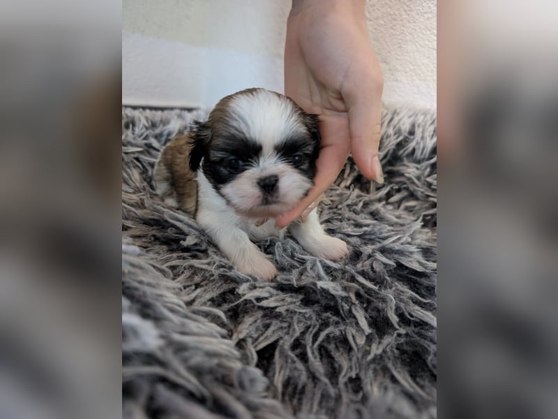 Shih-Tzu Welpe Shiva sucht ein Zuhause