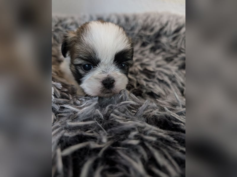 Shih-Tzu Welpe Hope sucht ein Zuhause