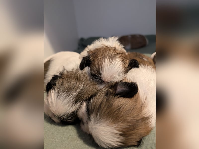 Shih-Tzu Welpe Luna sucht ein Zuhause