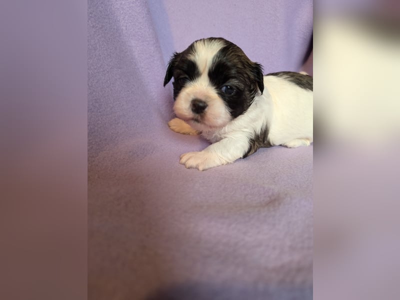 Shih-Tzu Welpe Luna sucht ein Zuhause