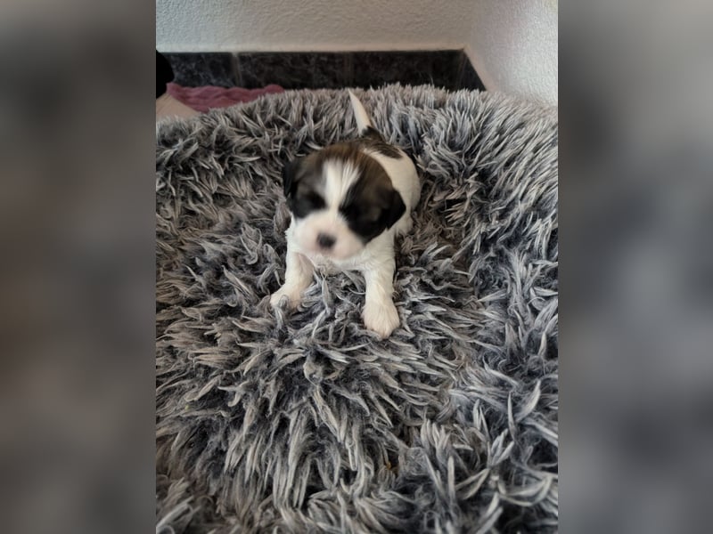 Shih-Tzu Welpe Luna sucht ein Zuhause