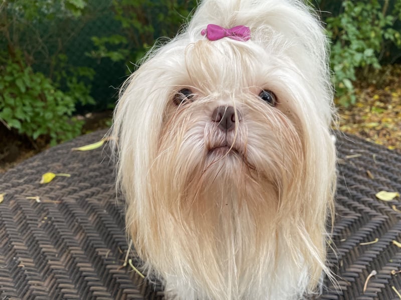 Bertha, sensible Shih Tzu Hündin, kastriert!