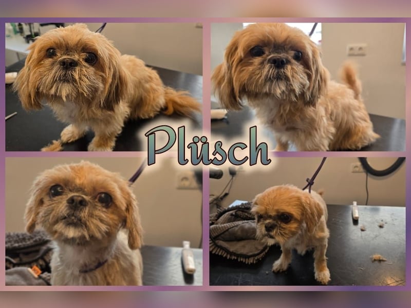 Reinrassige Shih Tzu 9 Wochen alt