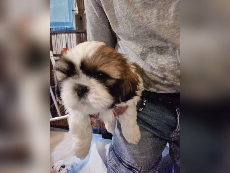 Reinrassige Shih Tzu 9 Wochen alt