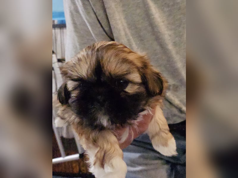 Reinrassige Shih Tzu 9 Wochen alt