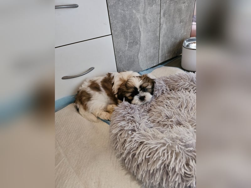 Reinrassige Shih Tzu 9 Wochen alt