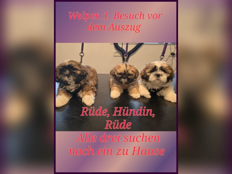 Reinrassige Shih Tzu 9 Wochen alt