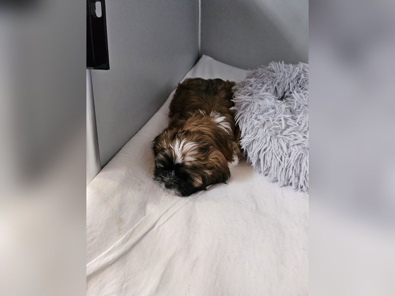 Reinrassige Shih Tzu 9 Wochen alt