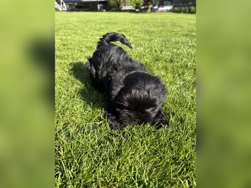 Shih Tzu x Bolonka