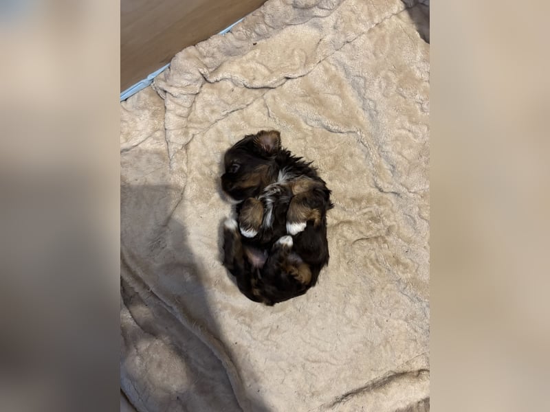 Shih Tzu x Bolonka