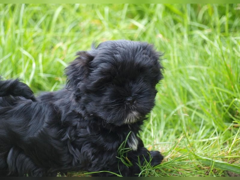 Shih Tzu x Bolonka