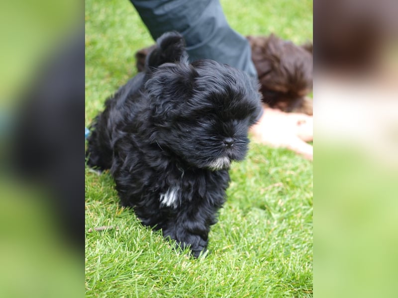 Shih Tzu x Bolonka