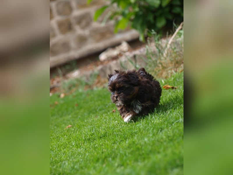 Shih Tzu x Bolonka