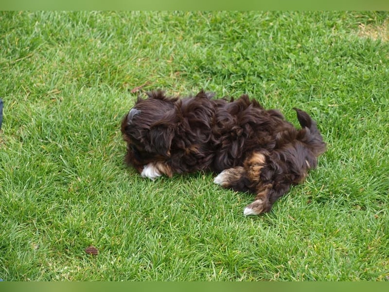 Shih Tzu x Bolonka
