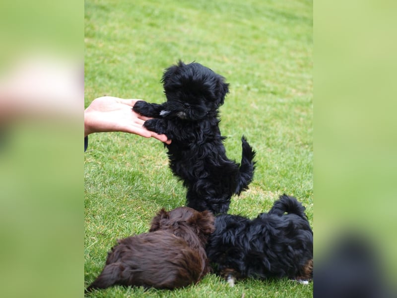 Shih Tzu x Bolonka