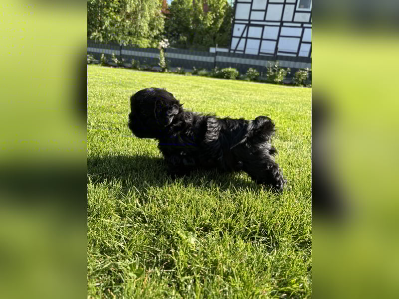 Shih Tzu x Bolonka