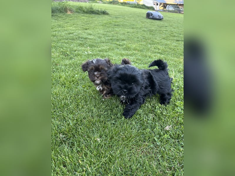 Shih Tzu x Bolonka