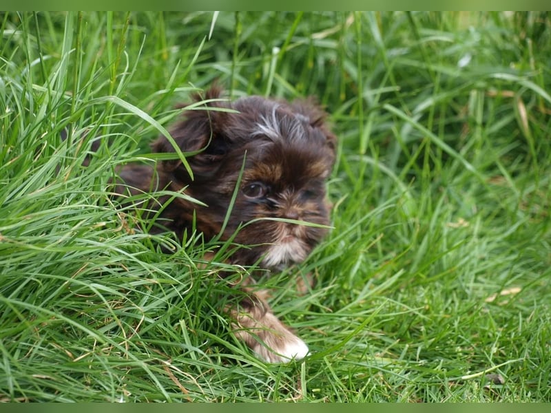 Shih Tzu x Bolonka